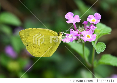 Common Grass Yellow Common Grass Yellow 127823513