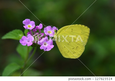 Common Grass Yellow 127823514