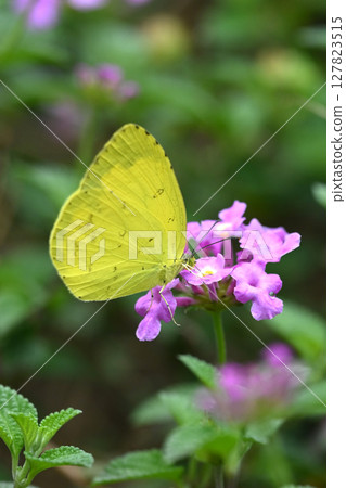 Common Grass Yellow Common Grass Yellow 127823515