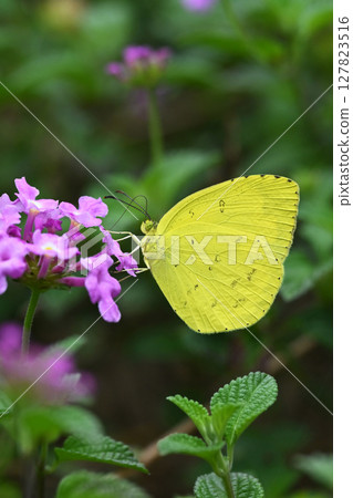 Common Grass Yellow 127823516