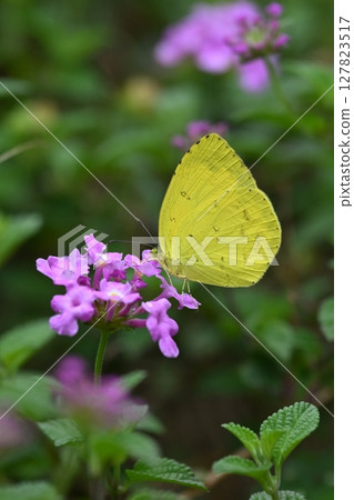 Common Grass Yellow Common Grass Yellow 127823517