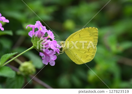 Common Grass Yellow 127823519