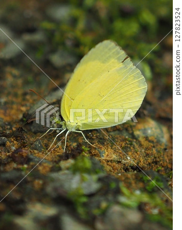 Common Grass Yellow Common Grass Yellow 127823524