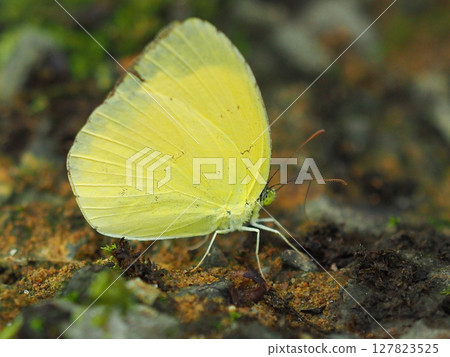 Common Grass Yellow 127823525
