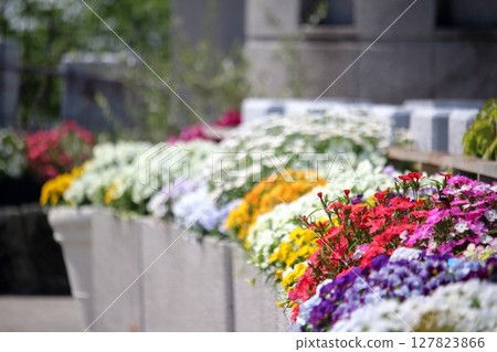 Beautiful flowers blooming under clear skies Beautiful flowers blooming under clear skies 127823866