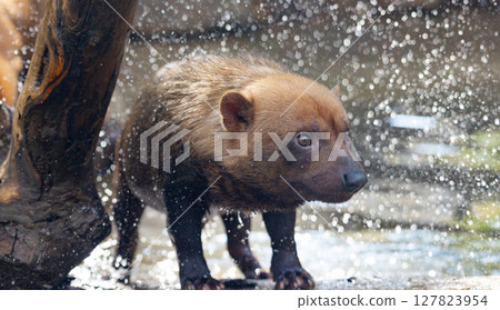 Bush dog (Speothos venaticus) in nature. Bush dogs are found from Panama in Central America, through much of South America. Bush dog (Speothos venaticus) in nature. Bush dogs are found from Panama in Central America, through much of South America. 127823954