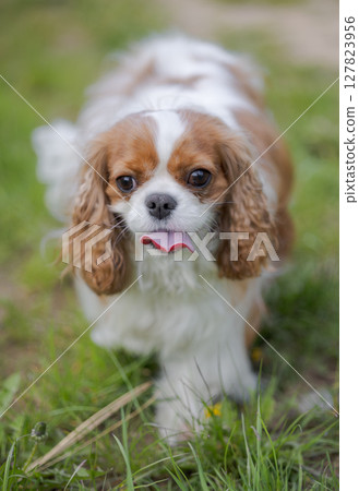 Cavalier King Charles Spaniel dog on a walk in the summer park. 127823956