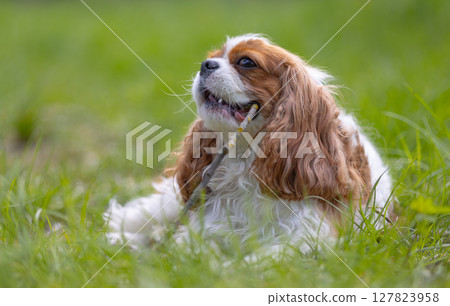 Cavalier King Charles Spaniel dog on a walk in the summer park. Cavalier King Charles Spaniel dog on a walk in the summer park. 127823958