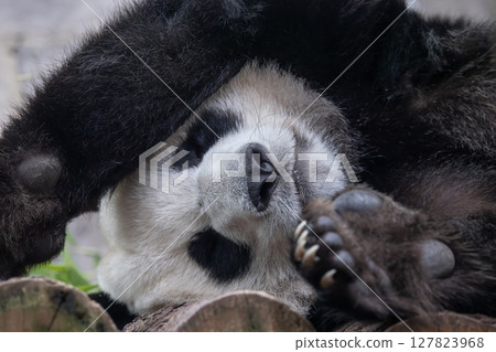 Giant panda is sleeping (Ailuropoda melanoleuca) also known as the panda bear or simply the panda, is a bear native to south central China. Giant panda is sleeping (Ailuropoda melanoleuca) also known as the panda bear or simply the panda, is a bear native to south central China. 127823968