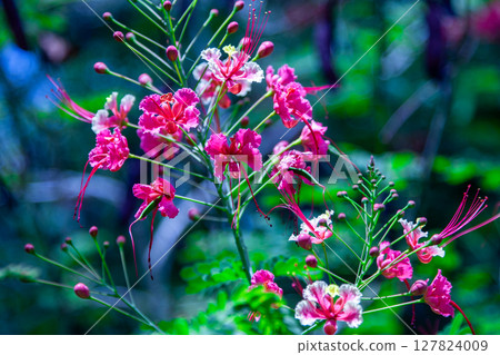 Stag beetle 127824009