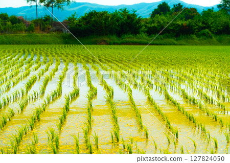 A large area of rice seedlings growing in the fields of Korea. A large area of rice seedlings growing in the fields of Korea. 127824050