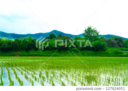 A large area of rice seedlings growing in the fields of Korea. 127824051