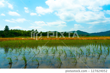 A large area of rice seedlings growing in the fields of Korea. A large area of rice seedlings growing in the fields of Korea. 127824052