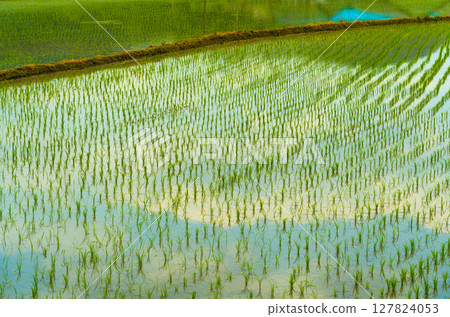 A large area of rice seedlings growing in the fields of Korea. A large area of rice seedlings growing in the fields of Korea. 127824053