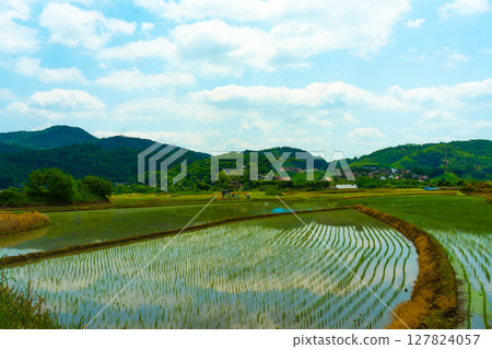 A large area of rice seedlings growing in the fields of Korea. A large area of rice seedlings growing in the fields of Korea. 127824057