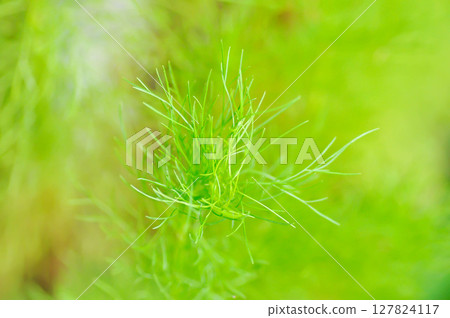 Dog fennel, dogfennel or Eupatorium capillifolium or false dill tree or Asteraceae Dog fennel, dogfennel or Eupatorium capillifolium or false dill tree or Asteraceae 127824117