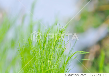 Dog fennel, dogfennel or Eupatorium capillifolium or false dill tree or Asteraceae Dog fennel, dogfennel or Eupatorium capillifolium or false dill tree or Asteraceae 127824118