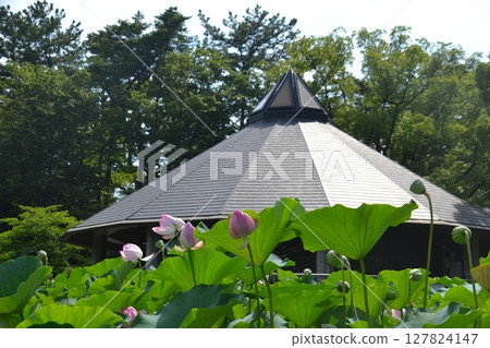 Oga lotus Oga lotus 127824147