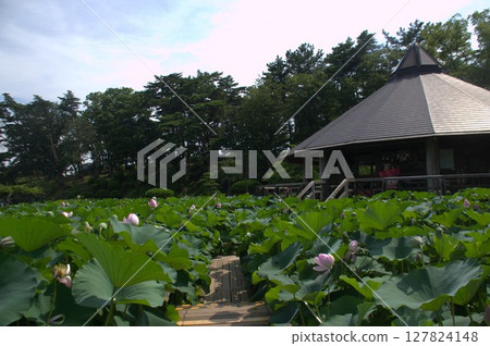 Oga lotus Oga lotus 127824148