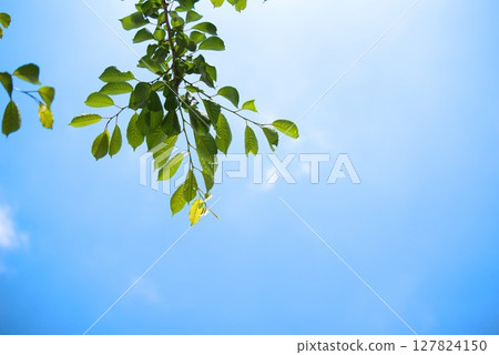 A natural background of young cherry blossom leaves and blank space against the blue sky A natural background of young cherry blossom leaves and blank space against the blue sky 127824150