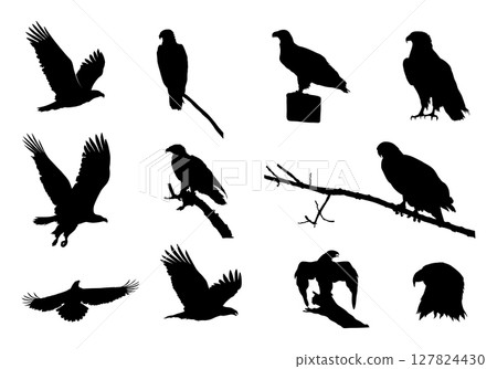 Eagle Silhouettes, Flying Eagle Silhouette, Bald Eagle Silhouette, Eagle Svg, Eagle Vector Illustration V02 127824430
