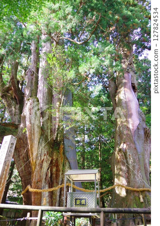 Oosugi in Otoyo-cho, Kochi Prefecture 127824534