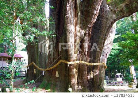 Oosugi in Otoyo-cho, Kochi Prefecture 127824535