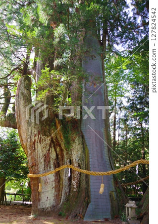 Oosugi in Otoyo-cho, Kochi Prefecture 127824542