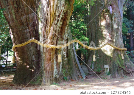 Oosugi in Otoyo-cho, Kochi Prefecture 127824545
