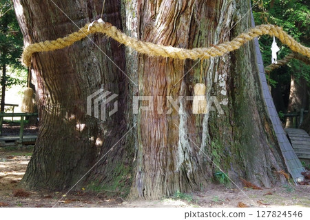 Oosugi in Otoyo-cho, Kochi Prefecture 127824546