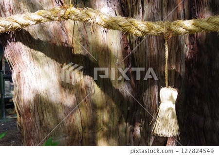 Shimenawa Shichigosan rope 127824549