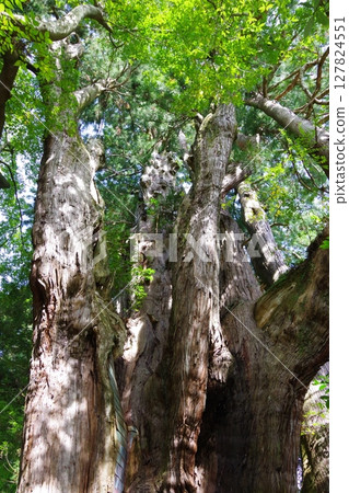Ootoyo Town, Kochi Prefecture, Sugi no Osugi (Cedar Osugi) Minami Osugi (Cedar Osugi) 127824551