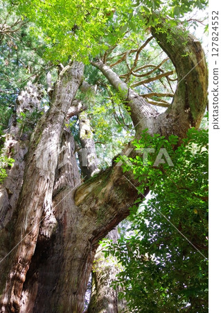 Ootoyo Town, Kochi Prefecture, Sugi no Osugi (Cedar Osugi) Minami Osugi (Cedar Osugi) 127824552