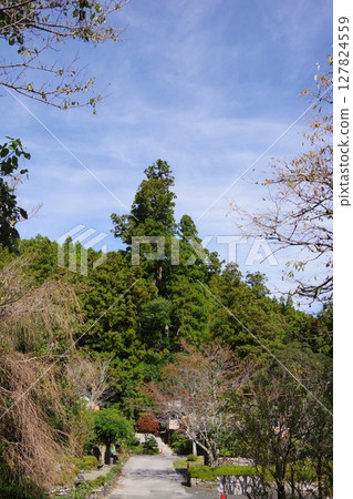 Oosugi in Otoyo-cho, Kochi Prefecture 127824559