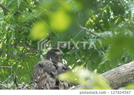 Young white-tailed eagle perching on a tree Young white-tailed eagle perching on a tree 127824567