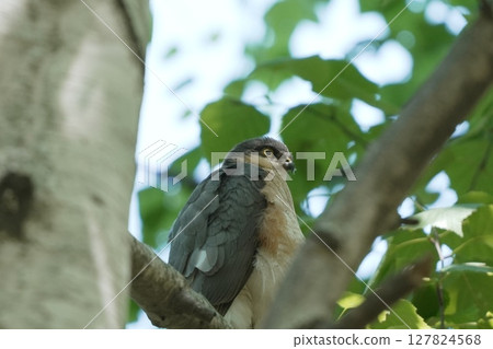 A sparrowhawk is perched on a branch A sparrowhawk is perched on a branch 127824568