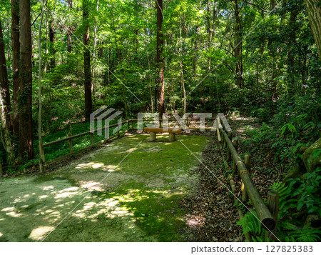 A bench in the middle of a forest with sunlight filtering through the trees (21st Century Forest and Square, Matsudo City, Chiba Prefecture) A bench in the middle of a forest with sunlight filtering through the trees (21st Century Forest and Square, Matsudo City, Chiba Prefecture) 127825383