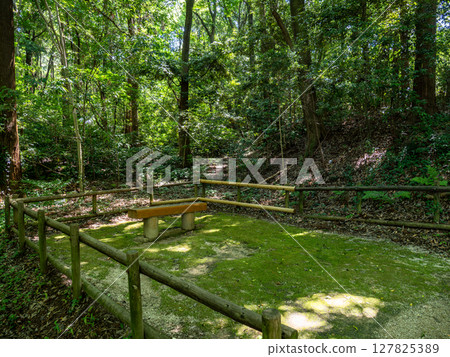 A bench in the middle of a forest with sunlight filtering through the trees (21st Century Forest and Square, Matsudo City, Chiba Prefecture) A bench in the middle of a forest with sunlight filtering through the trees (21st Century Forest and Square, Matsudo City, Chiba Prefecture) 127825389