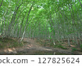  Beautiful forest 127825624