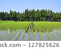 Paddy field 127825626