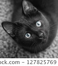 Charming Black Cat Wearing a Questioning Look, Full of Feline Curiosity and Mystery 127825769