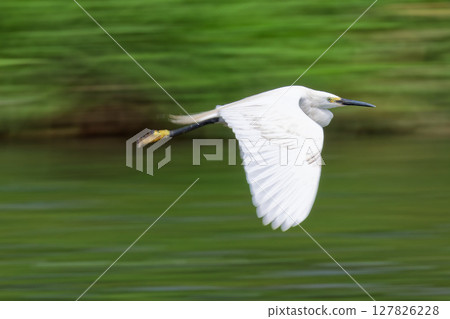 A panning shot of a little egret flying over the river 127826228
