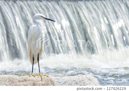 Little Egret Standing on a Mountain Stream Weir 127826229