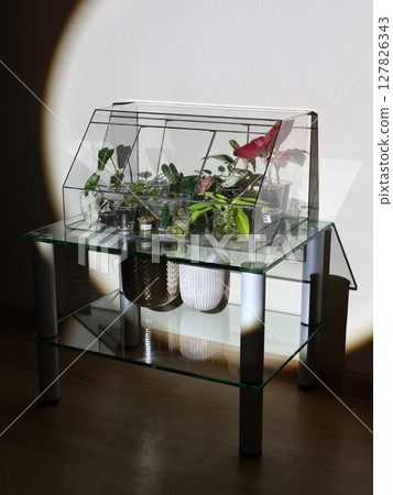An Elegant Glass Table beautifully adorned with verdant Plants and artistic decor elements An Elegant Glass Table beautifully adorned with verdant Plants and artistic decor elements 127826343