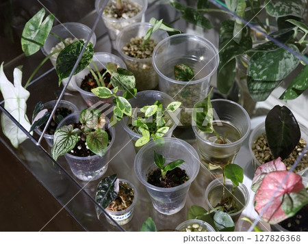A Beautiful and Diverse Indoor Plant Collection Displayed in Clear Containers for Aesthetics 127826368