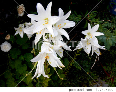 Bouquet of pretty white Lirium Candidum flowers Bouquet of pretty white Lirium Candidum flowers 127826409