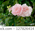 Bouquet of beautiful pink Rosa Moschata flowers 127826414