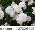 Bouquet of small white Rosa Damascena flowers 127826415