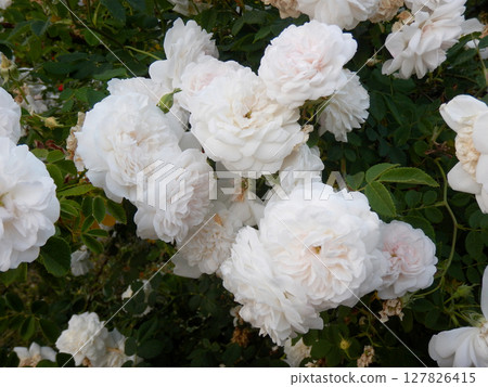 Bouquet of small white Rosa Damascena flowers 127826415