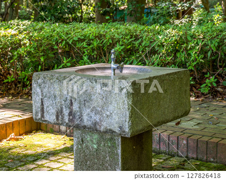 A drinking fountain in the shade of a tree in a park (21st Century Forest and Square, Matsudo City, Chiba Prefecture) 127826418